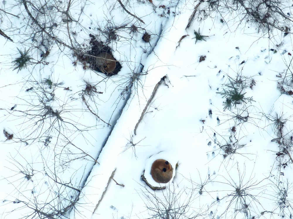 Drohnenaufnahme zweier schlafender Füchse auf schneebedecktem Waldboden.