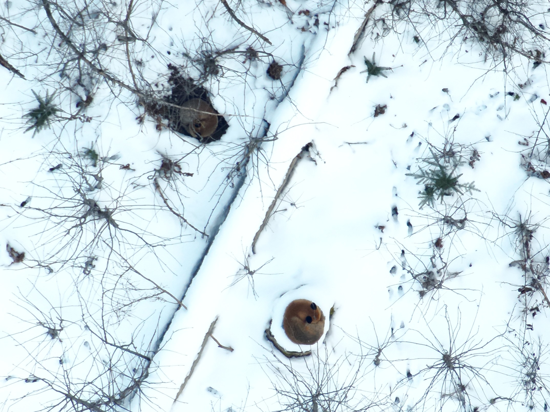 Drohnenaufnahme zweier schlafender Füchse auf schneebedecktem Waldboden.