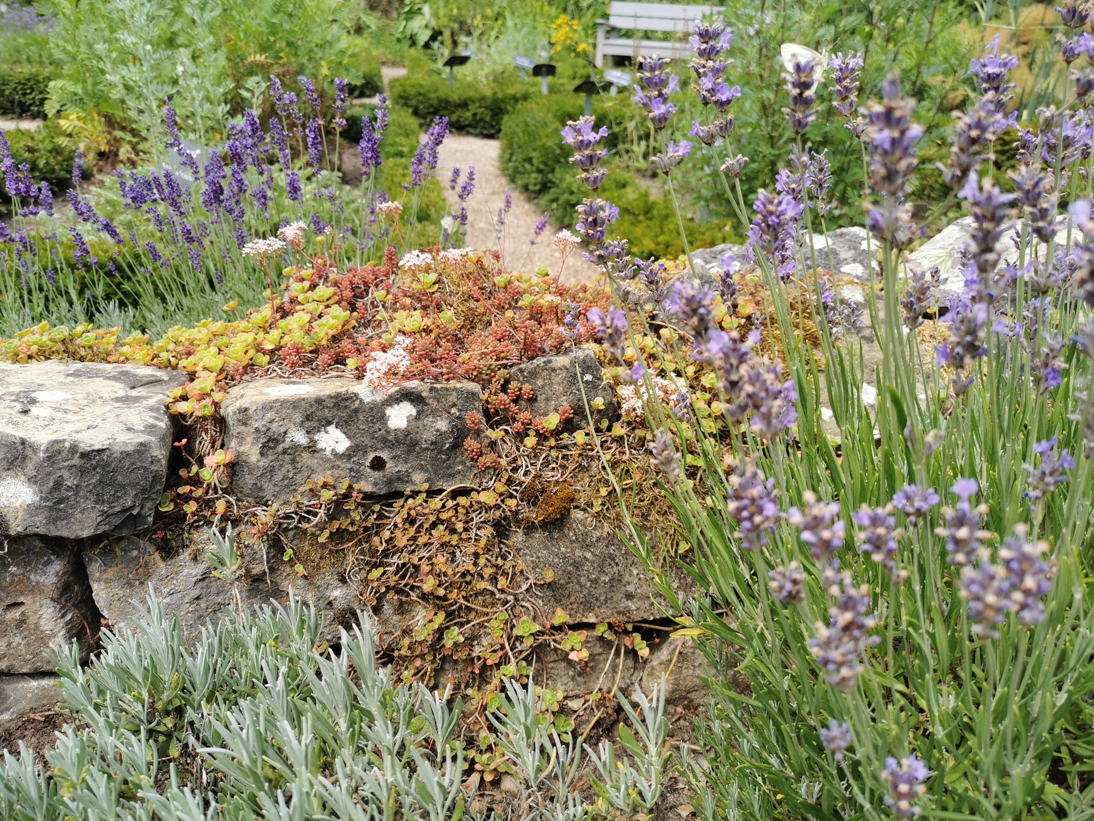 Eine Steinmauer mit Pflanzenbewuchs